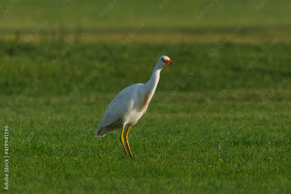 Naklejka premium Cattle Egret on green grass field