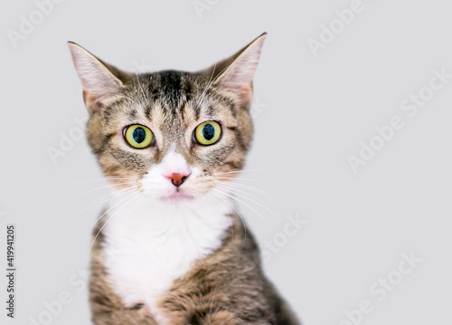 A wide eyed tabby shorthair kitten with dilated pupils