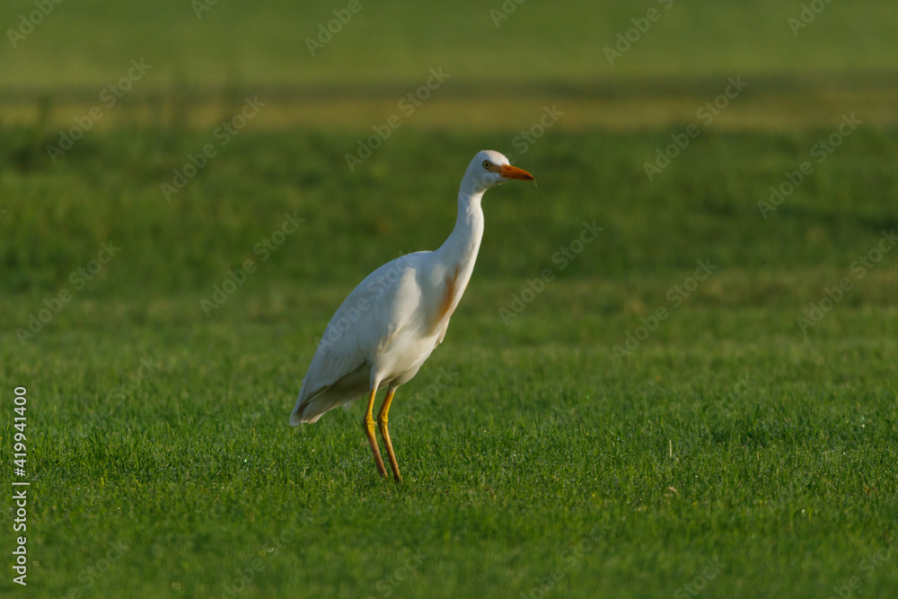 Cattle Egret on green grass field Cattle Egret on green grass field