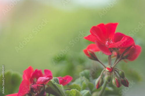 Primavera roja flor roja © NGEL