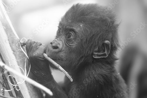 portrait of a baby gorilla