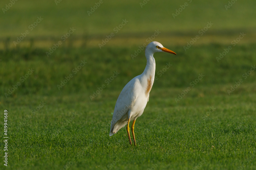 Obraz premium Cattle Egret on green grass field