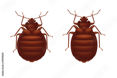 Red bedbug isolated on wihte background. Female and male bedbugs.