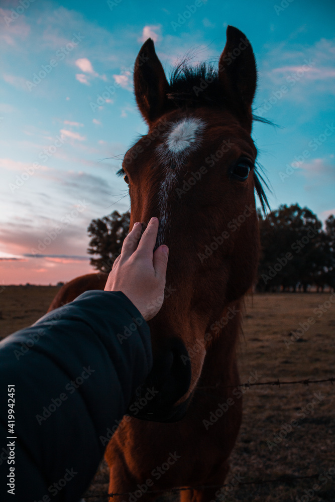 Fototapeta premium Caballo
