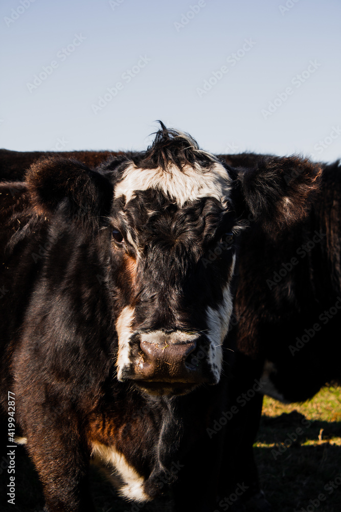 Fototapeta premium Vaca