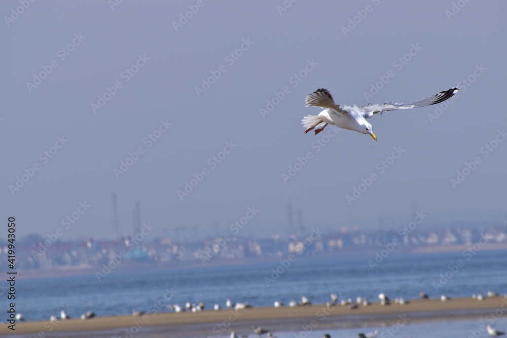 Seagull feeding in flight