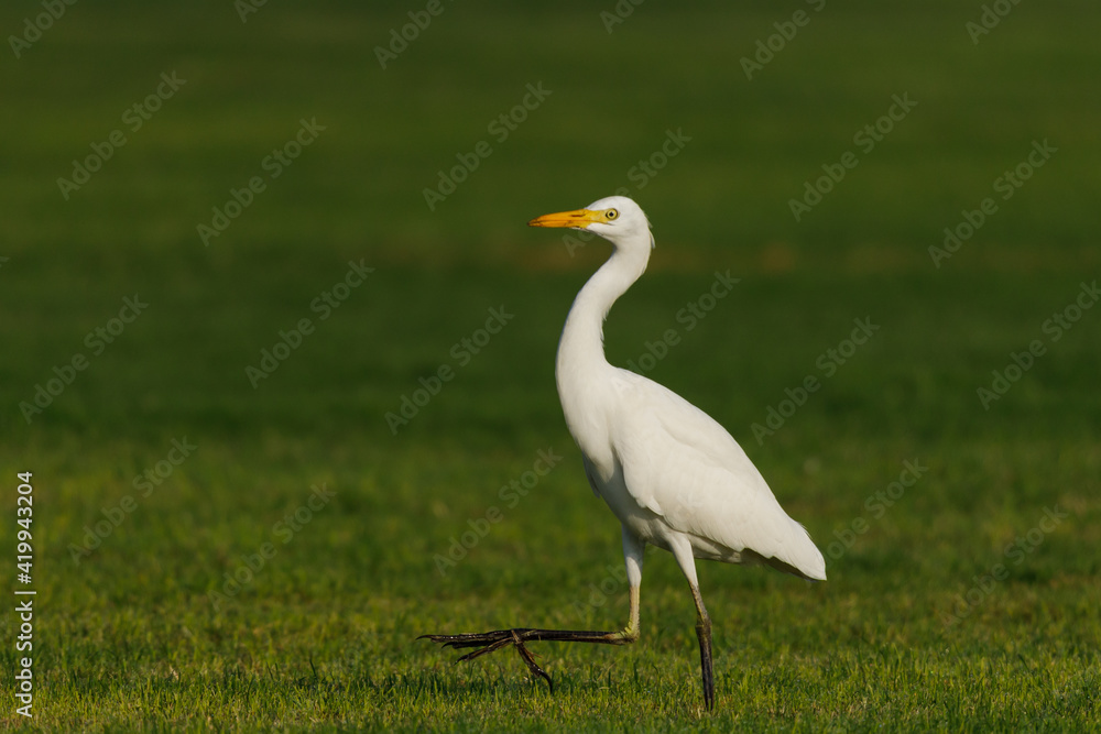 Cattle Egret on green grass field Cattle Egret on green grass field