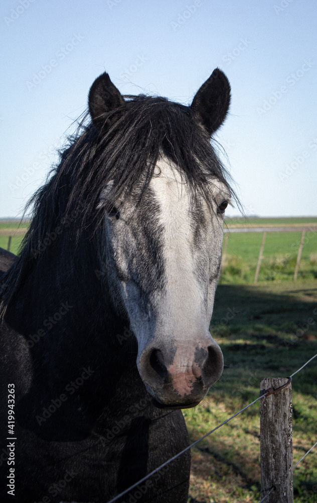 Obraz premium Caballo