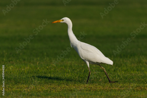 Cattle Egret on green grass field