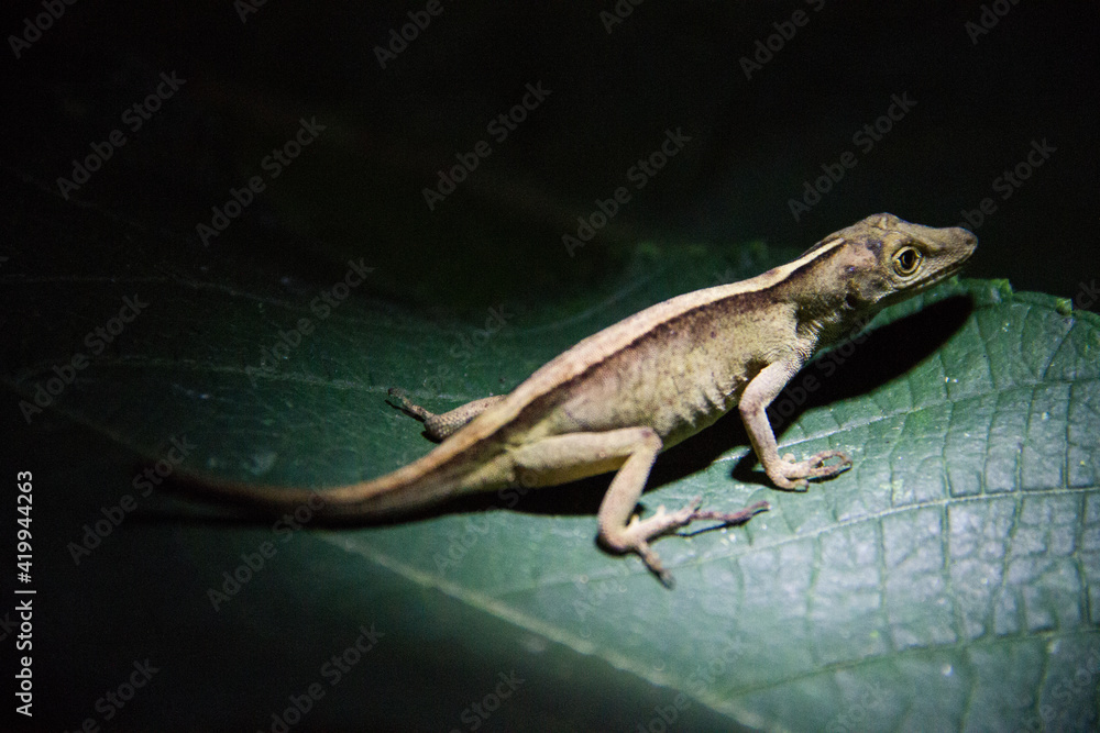 Fototapeta premium lizard on a tree
