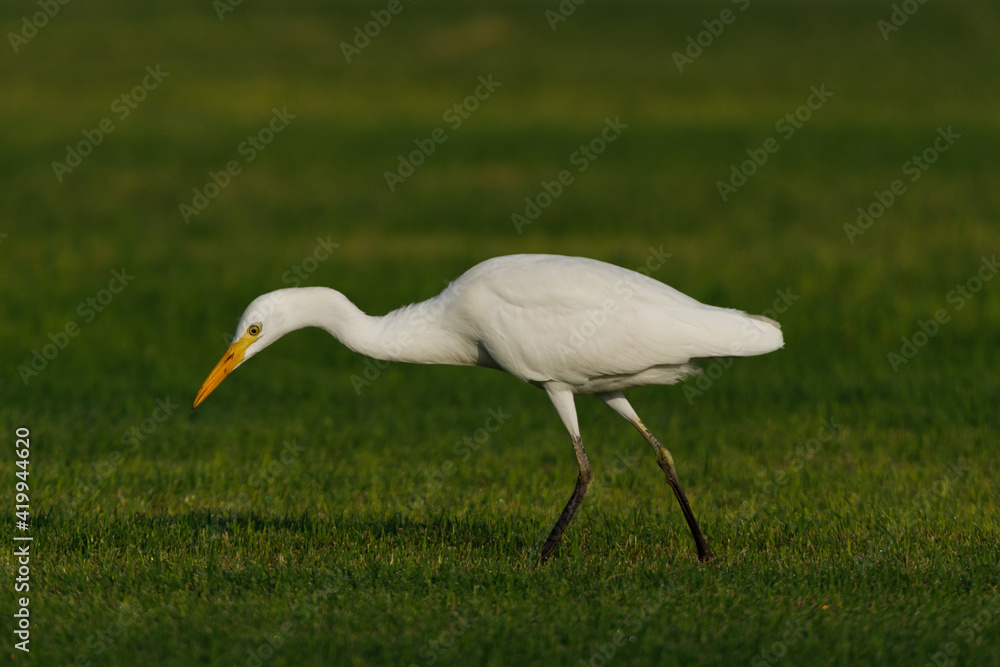 Cattle Egret on green grass field Cattle Egret on green grass field