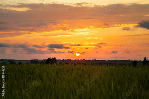 Golden sunset through a wheat field in summer in hot summer day
