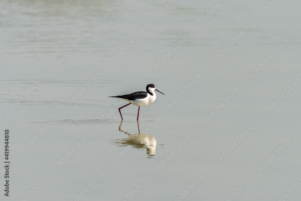 Black-winged Stilt on a pond in an early autumn morning near Atlit, Israel. Black-winged Stilt on a pond in an early autumn morning near Atlit, Israel.