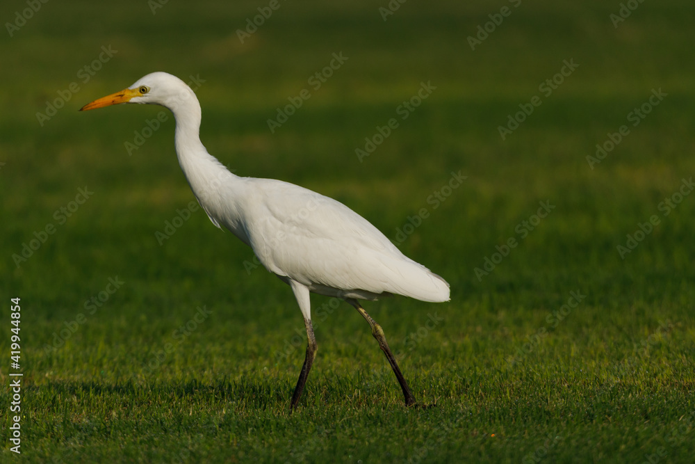 Cattle Egret on green grass field Cattle Egret on green grass field