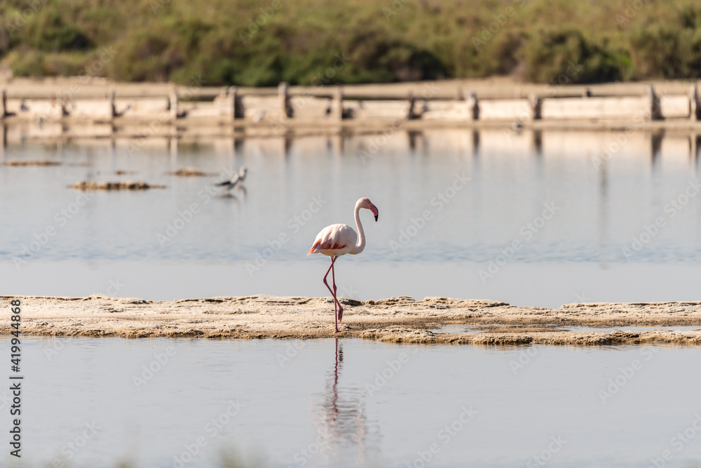 Pink Flamingo on the salt lake in an early winter morning, Atlit, Israel. 