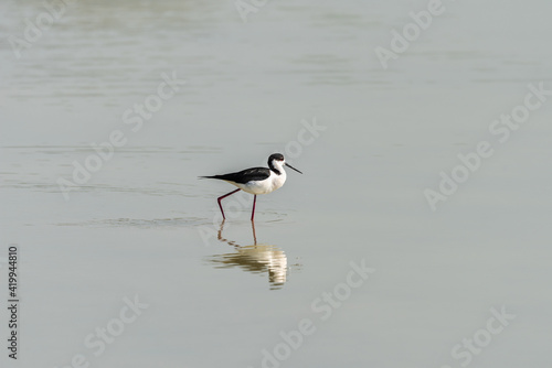 Black-winged Stilt on a pond in an early autumn morning near Atlit, Israel. 