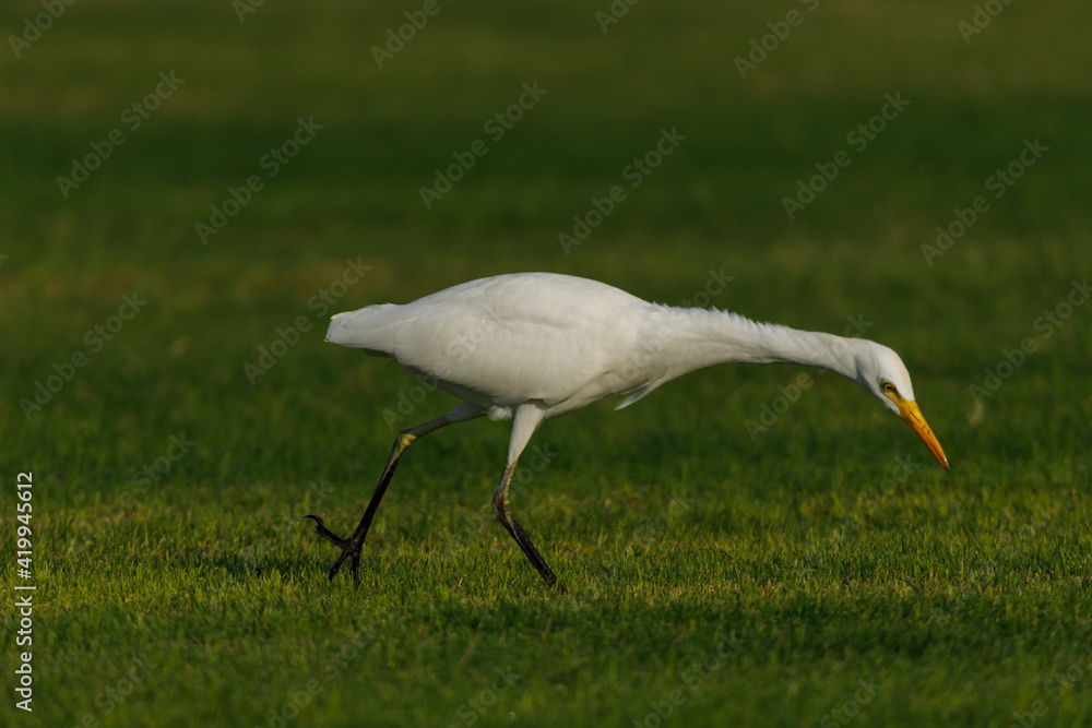 Fototapeta premium Cattle Egret on green grass field