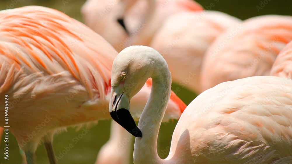 number of flamingo birds in pink colours