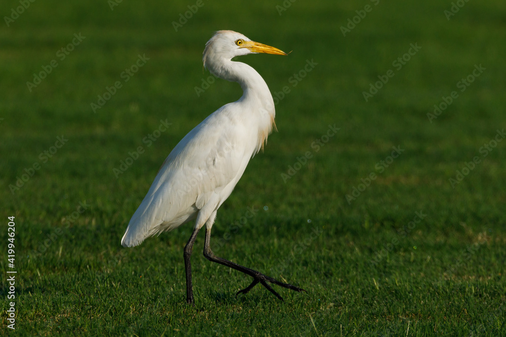 Cattle Egret on green grass field Cattle Egret on green grass field