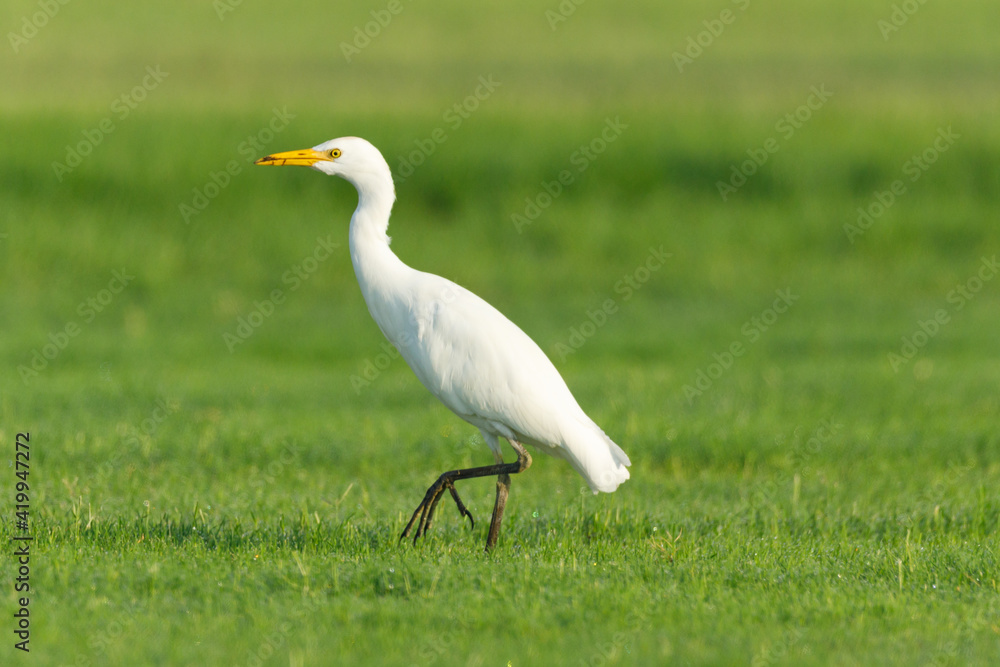 Cattle Egret on green grass field Cattle Egret on green grass field