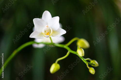 Close up view of a beautiful miniature white orchid plant in bloom
