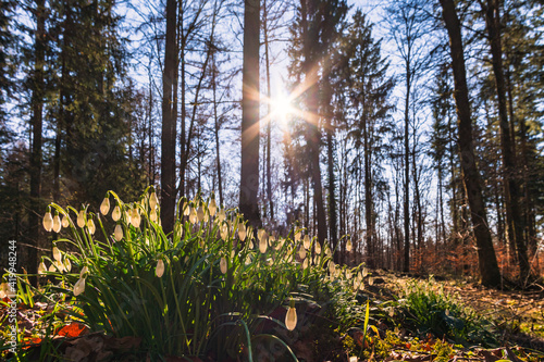 The Altdorf Forest the green lungs of Upper Swabia photo