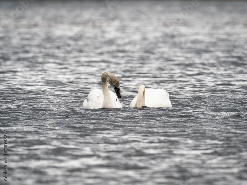 Swens on the lake photo