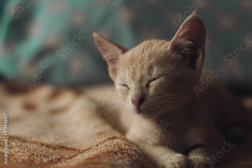 Gatito durmiendo en una cama