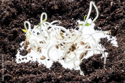sprouts at dirt heap isolated on a white background. gardening concept. eco conceptual