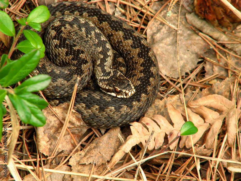Viper in forest in spring. Side view On sides of snake are characteristic zigzag stripes. Snake is coiled, basking in the sun. Scientific name - Vipera berus. Viper in forest in spring. Side view On sides of snake are characteristic zigzag stripes. Snake is coiled, basking in the sun. Scientific name - Vipera berus.