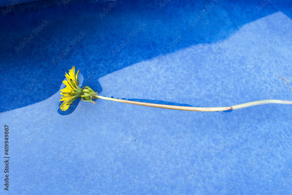 One yellow spring dandelion flower into rain water on blue background One yellow spring dandelion flower into rain water on blue background