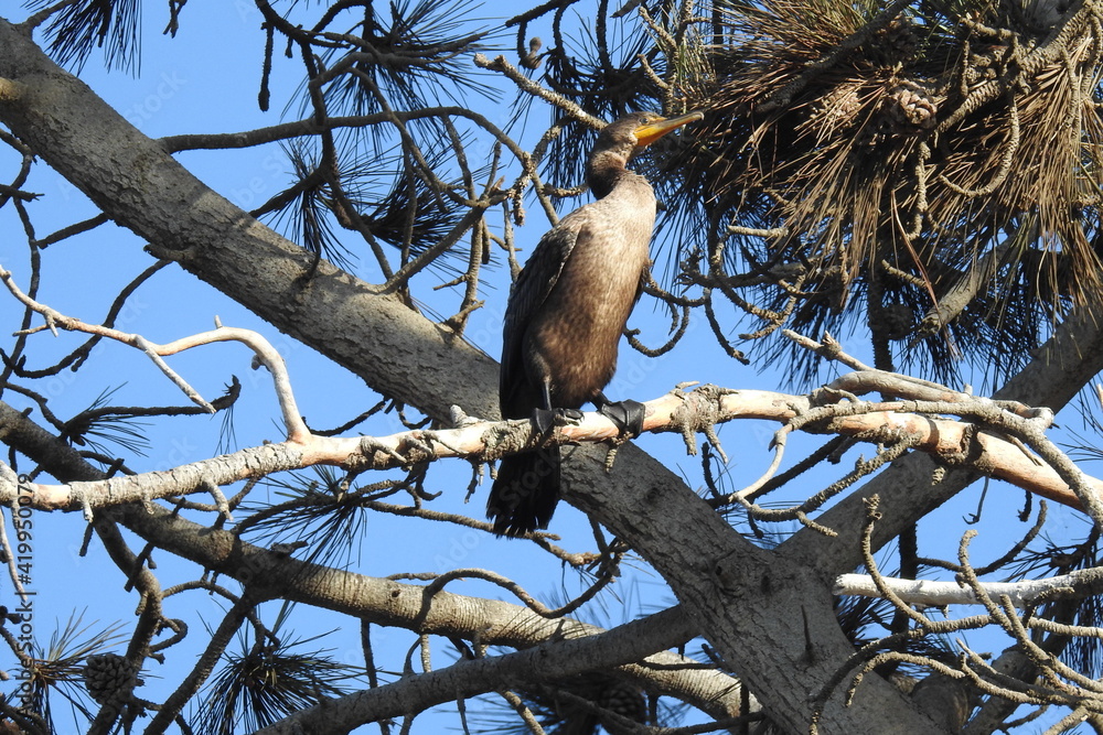 Juvenile double-crested cormorant perched in a pine tree in San Diego, California. Juvenile double-crested cormorant perched in a pine tree in San Diego, California.