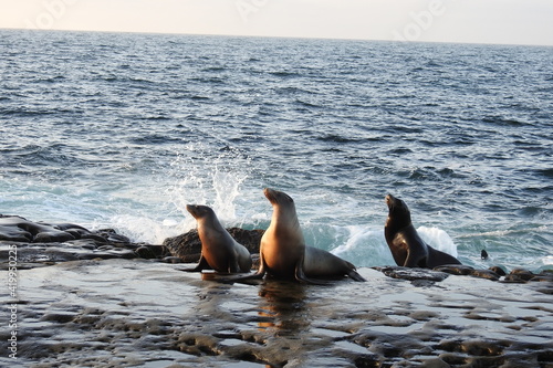California sea lions playing in the white water of the breaking waves, coastal wildlife, La Jolla Cove, San Diego.