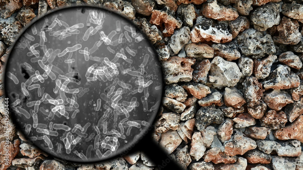 Fototapeta premium Searching for bacteria on surface