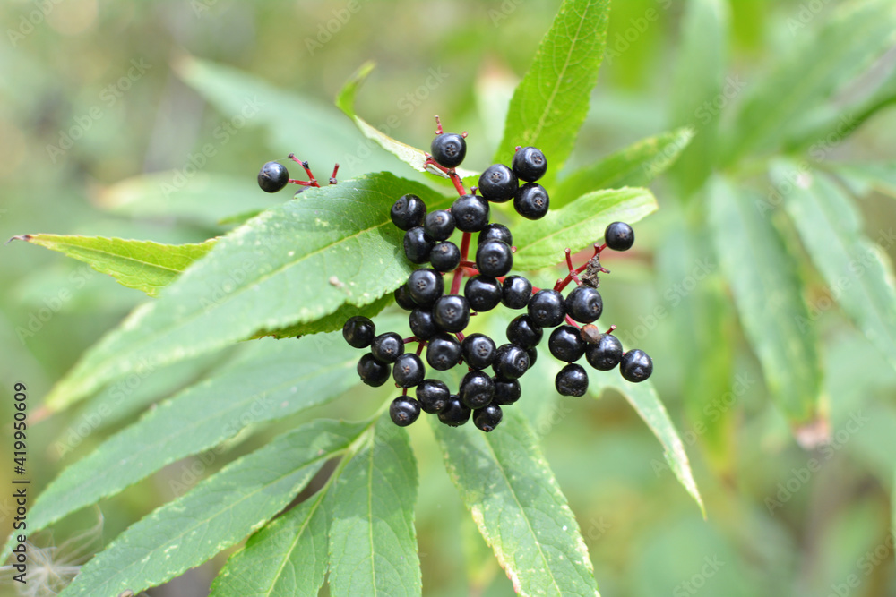Berries ripe on the black grassy elder (Sambucus ebulus) Berries ripe on the black grassy elder (Sambucus ebulus)