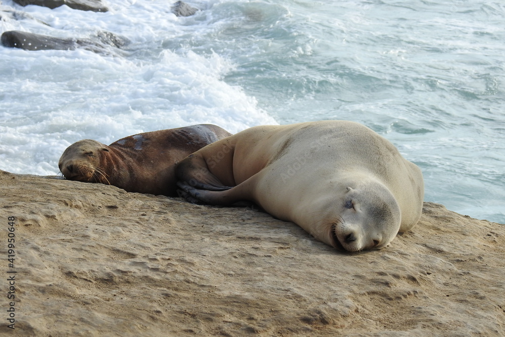 Naklejka premium California sea lions, a mama, and her baby basking in the sun along the rocky shores of La Jolla Cove, in San Diego.