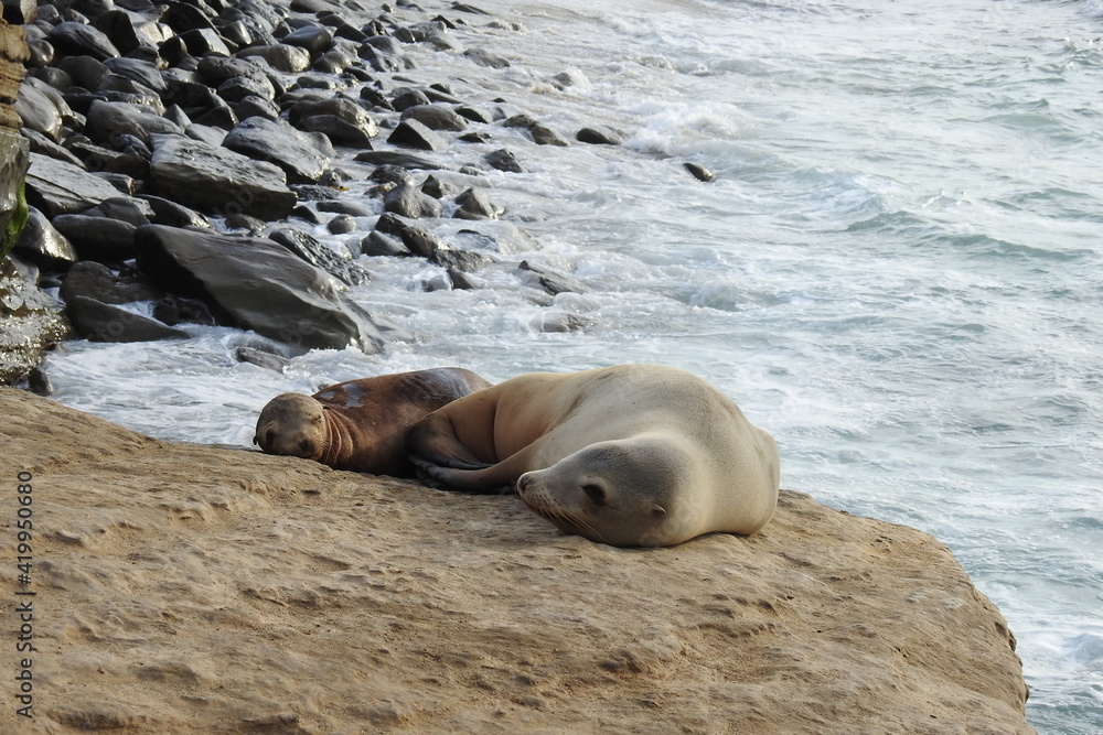 Fototapeta premium California sea lions, a mama, and her baby basking in the sun along the rocky shores of La Jolla Cove, in San Diego.