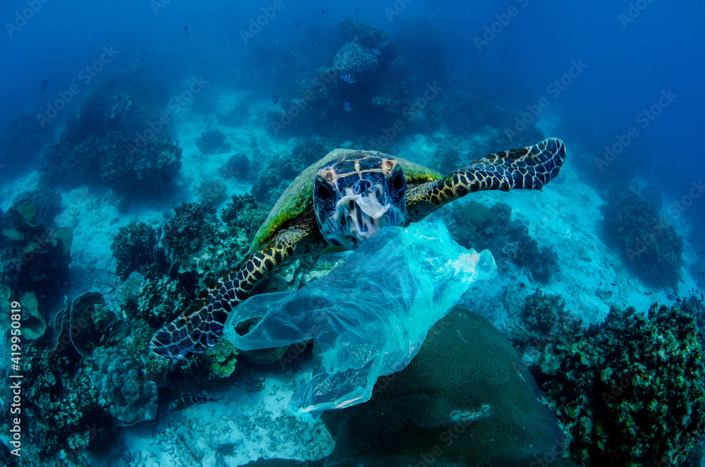 Fototapeta premium Ocean pollution a Sea turtle mistakes a plastic bag for food.