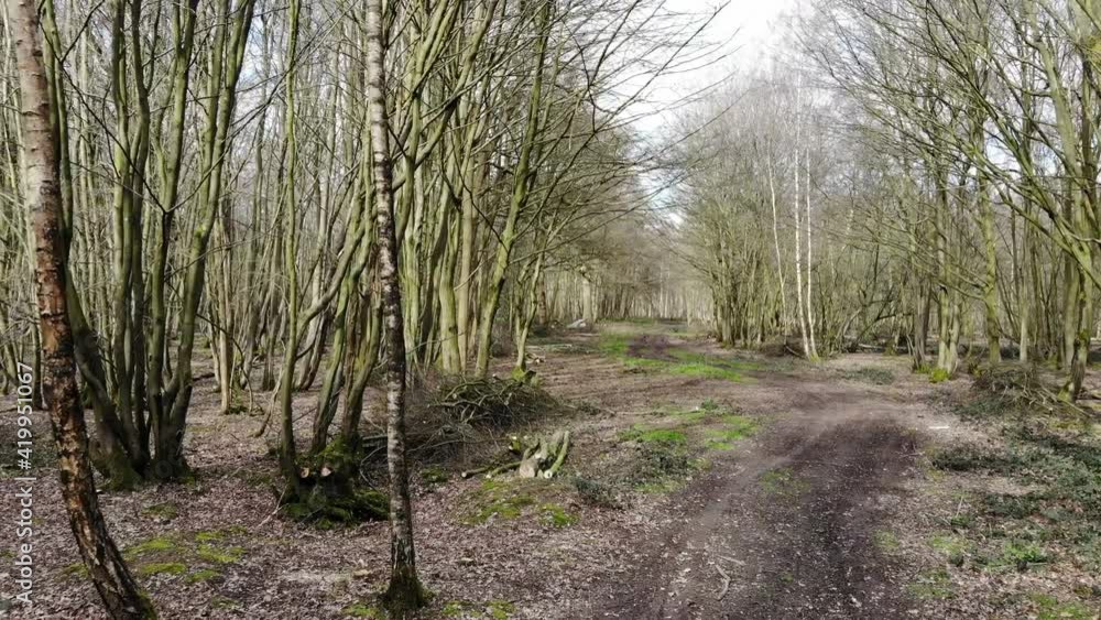 Drone flying slowly through woods Drone flying slowly through woods