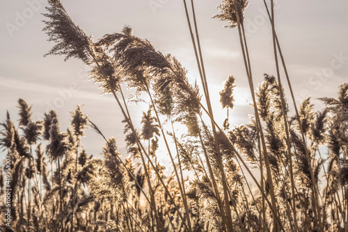 USA, Massachusetts, Cape Ann, Essex. Village of Conomo Point, reeds photo