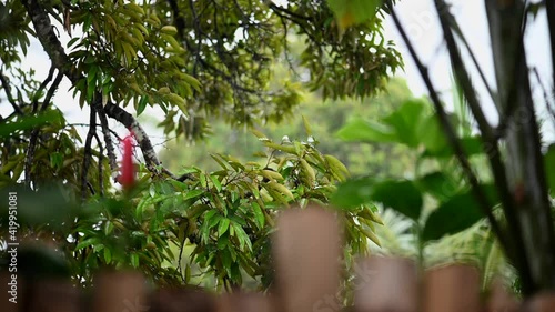 Wallpaper Mural Rainy season in the tropics. Rain on the background of a bamboo fence. Torontodigital.ca