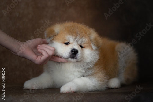 akita puppy red