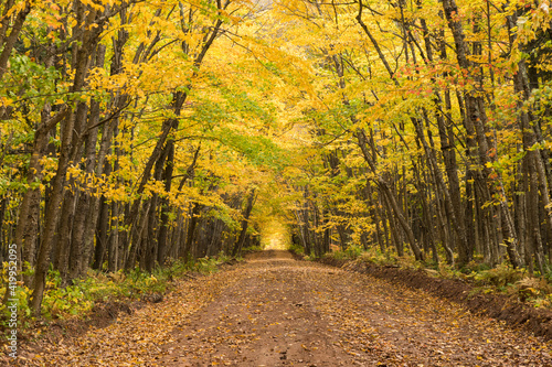 USA  Michigan  Keweenaw Peninsula. A country road leads through the woods glowing with yellow leaves in Autumn.