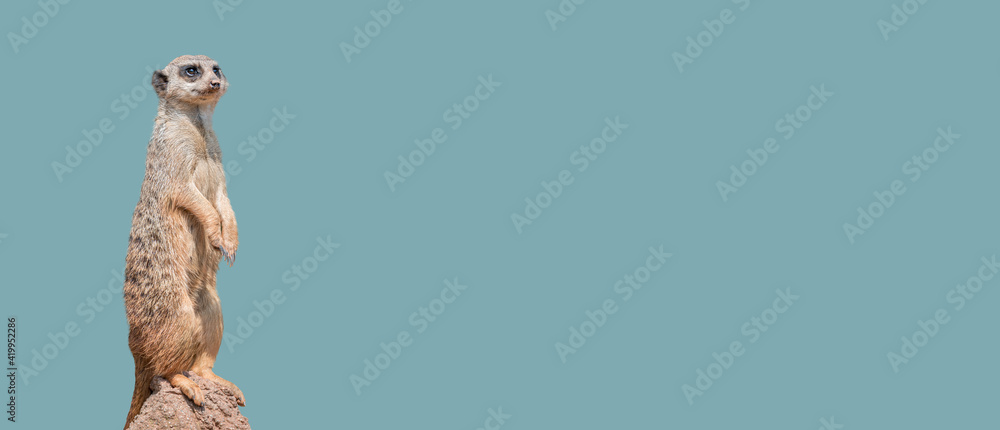 Banner with a portrait of playful and curious suricate (meerkat) standing tall at watch, closeup, details. Solid background with copy space. Concept curiosity, attention, involvement. Banner with a portrait of playful and curious suricate (meerkat) standing tall at watch, closeup, details. Solid background with copy space. Concept curiosity, attention, involvement.