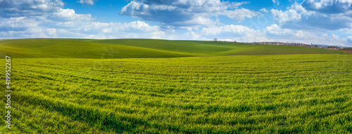of sprouts of cereals, hills and lines of spring green field and beautiful sk...