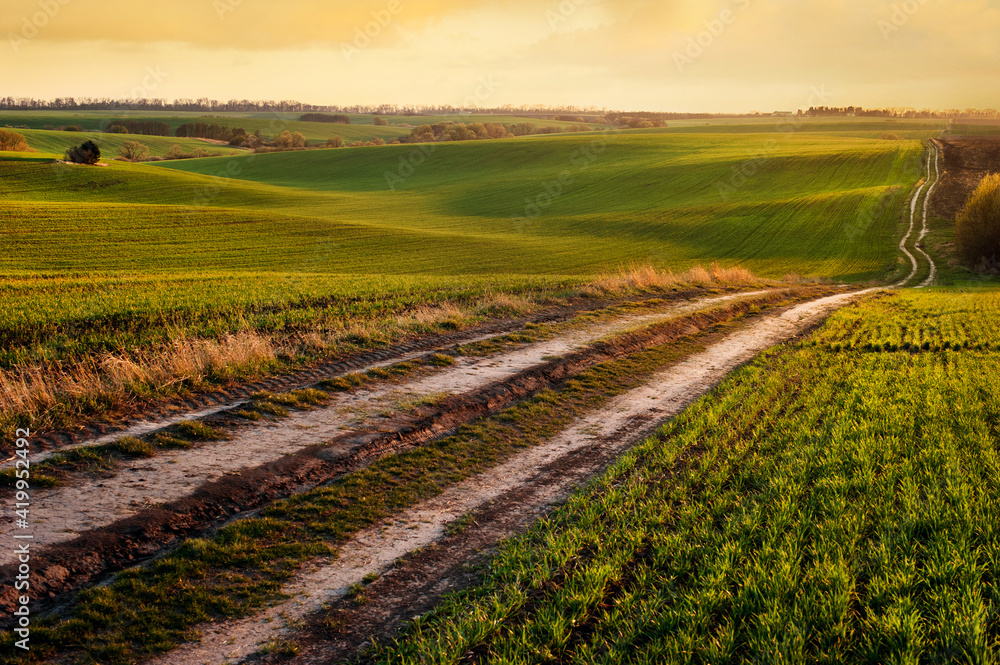 Green waves of wheat field sown with a line with a dirt road in the evening sunset lights Green waves of wheat field sown with a line with a dirt road in the evening sunset lights