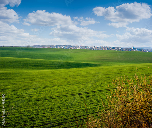 Green Waves of a wheat field of crops, with lines with blue sky with clouds