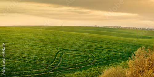 wavy fields with lines of winter crops in spring  on the background of the evening sky panorama