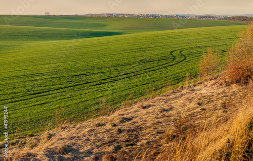 wavy fields with lines of winter crops in spring, and dry yellow grass by the...