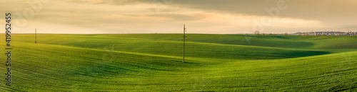panoramic view of wavy fields with lines of winter crops in spring, at the evening